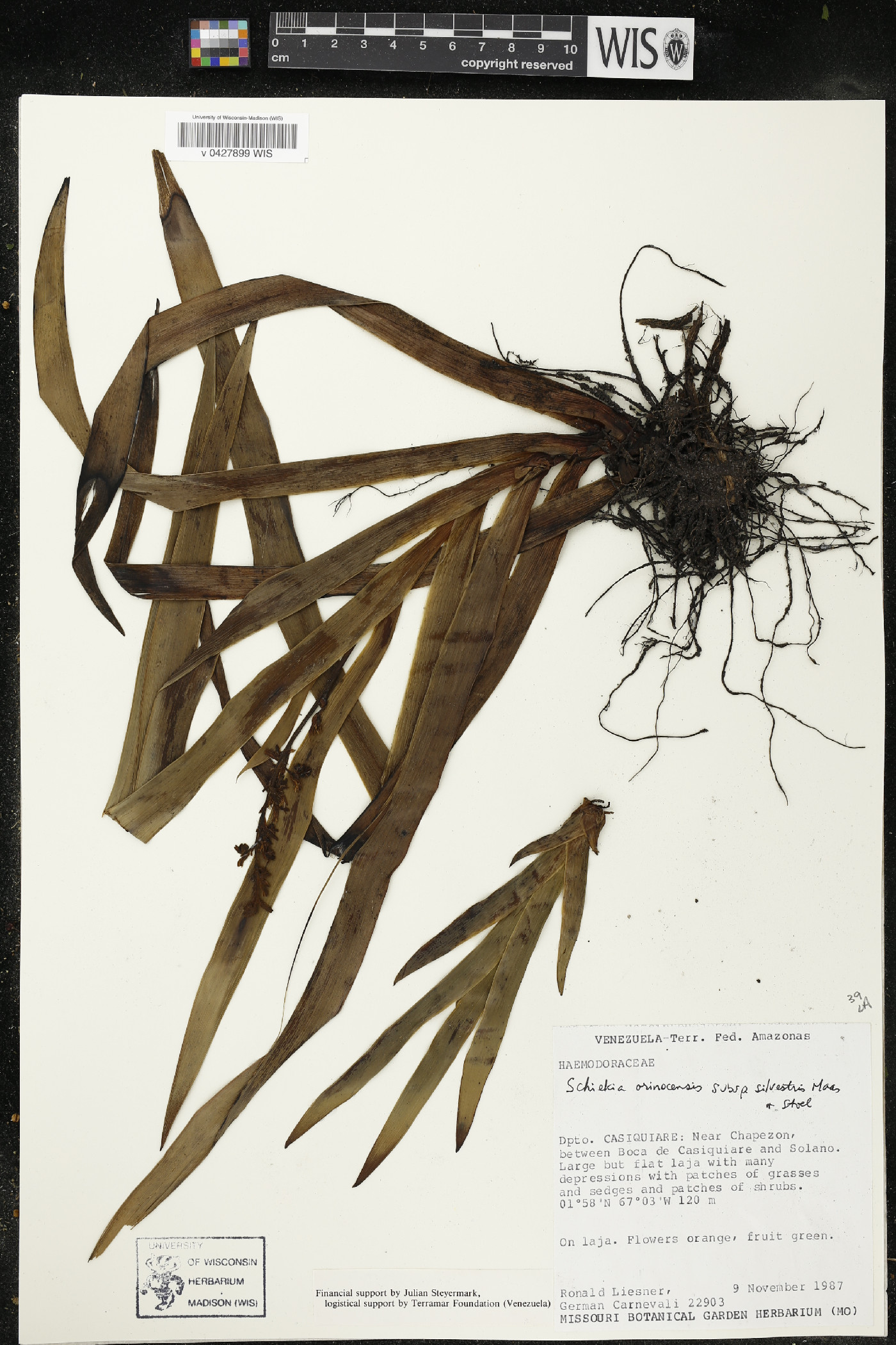 Schiekia silvestris image