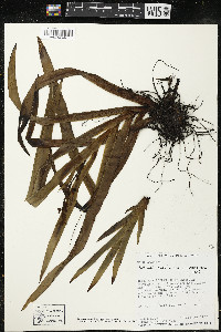 Media resource of Schiekia silvestris