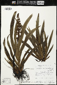 Schiekia silvestris image