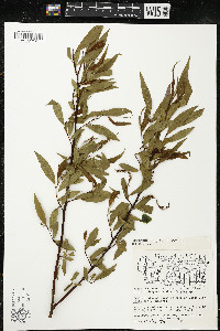 Salix petiolaris image