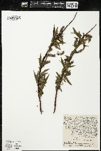 Salix rigida image