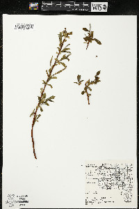 Salix alba image