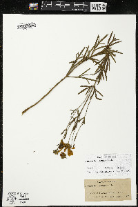 Coreopsis palmata image