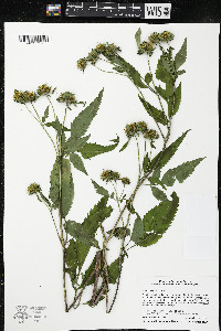 Bidens vulgata image