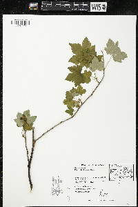 Ribes glandulosum image