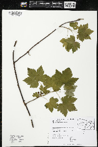 Ribes glandulosum image