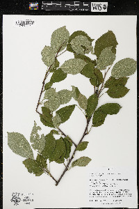 Malus pumila image