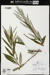 Salix alba image