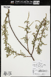 Salix alba image