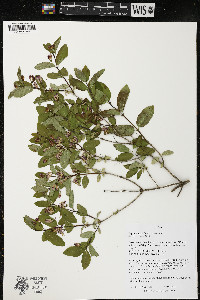 Lonicera tatarica image