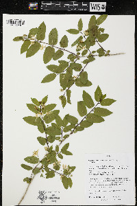 Lonicera morrowii image