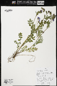 Polemonium reptans image