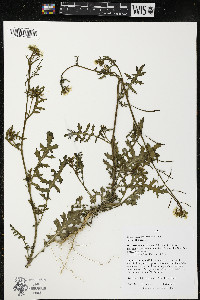 Sisymbrium loeselii image