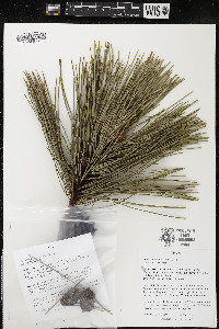 Pinus resinosa image