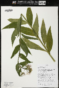 Hesperis matronalis image