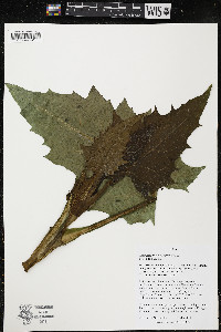 Silphium perfoliatum image