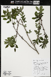 Zanthoxylum americanum image