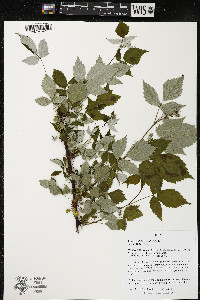 Rubus occidentalis image