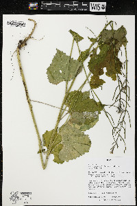 Alliaria petiolata image