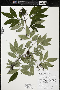 Sambucus racemosa subsp. racemosa image