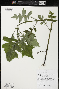 Polymnia canadensis image