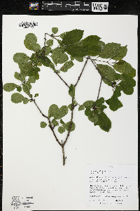 Rhamnus cathartica image
