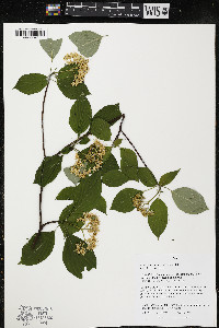 Cornus alternifolia image