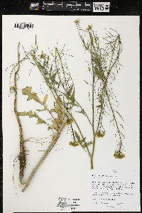 Sisymbrium loeselii image