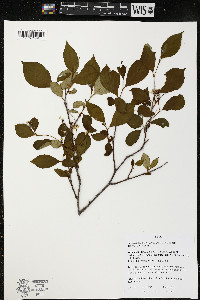 Aronia melanocarpa image