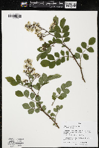 Rosa multiflora image