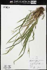 Carex grisea image