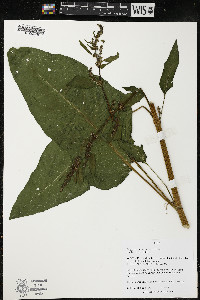 Rumex obtusifolius image