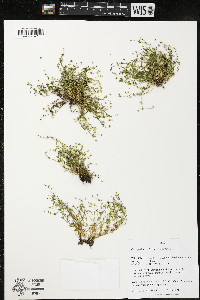 Sagina procumbens image