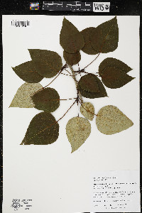 Populus balsamifera image