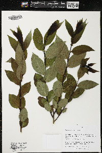 Salix pentandra image