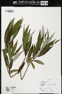 Salix × fragilis image