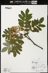 Sorbus scopulina image