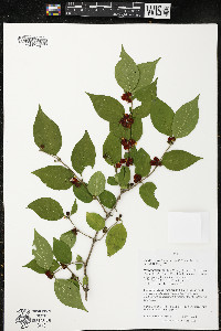 Lonicera maackii image