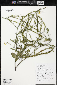 Brassica nigra image