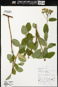 Spiraea betulifolia image