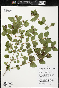 Symphoricarpos albus image