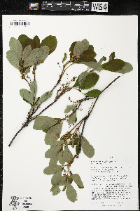 Rhododendron menziesii image