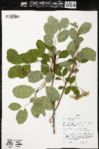 Spiraea betulifolia image