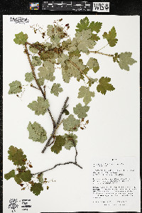 Ribes lacustre image