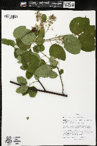 Ceanothus sanguineus image