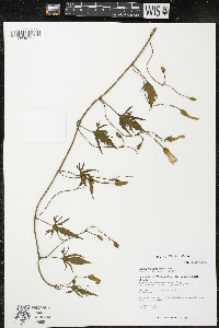 Convolvulus capensis image