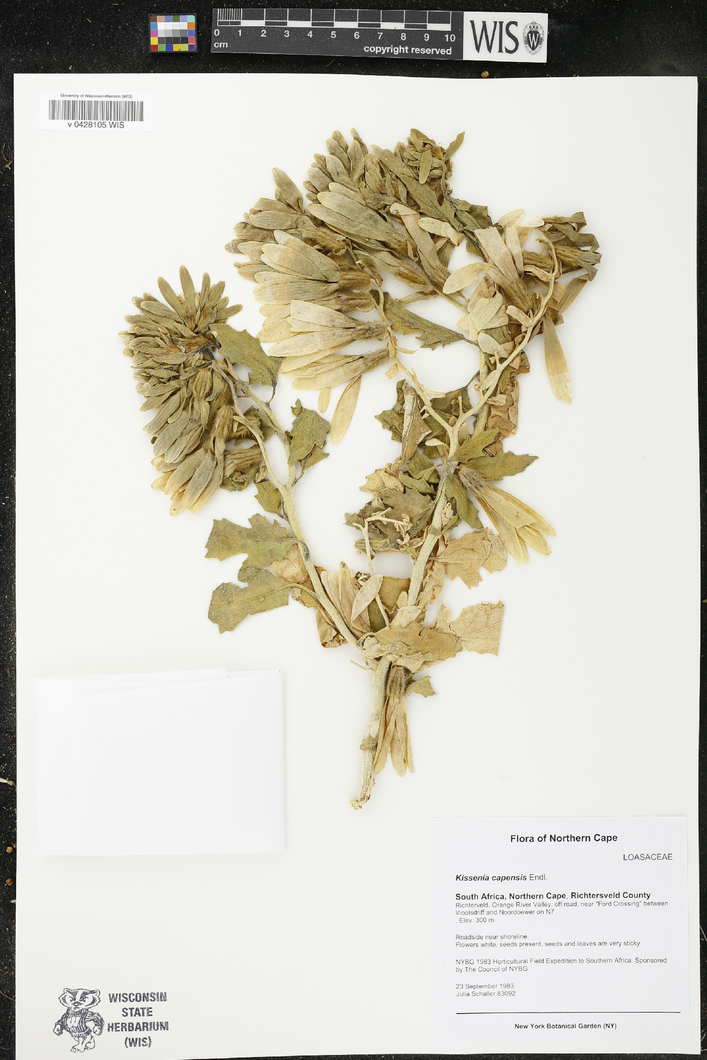 Loasoideae image