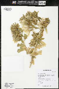 Kissenia capensis image