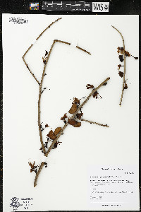 Media resource of Adenolobus garipensis