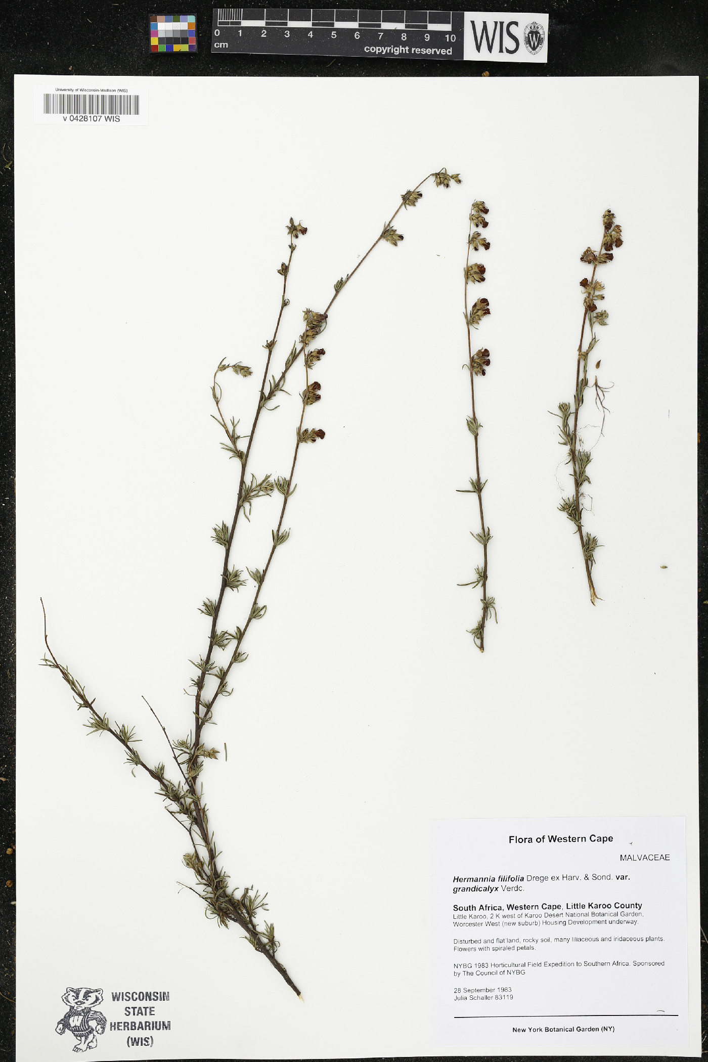 Hermannia filifolia var. grandicalyx image